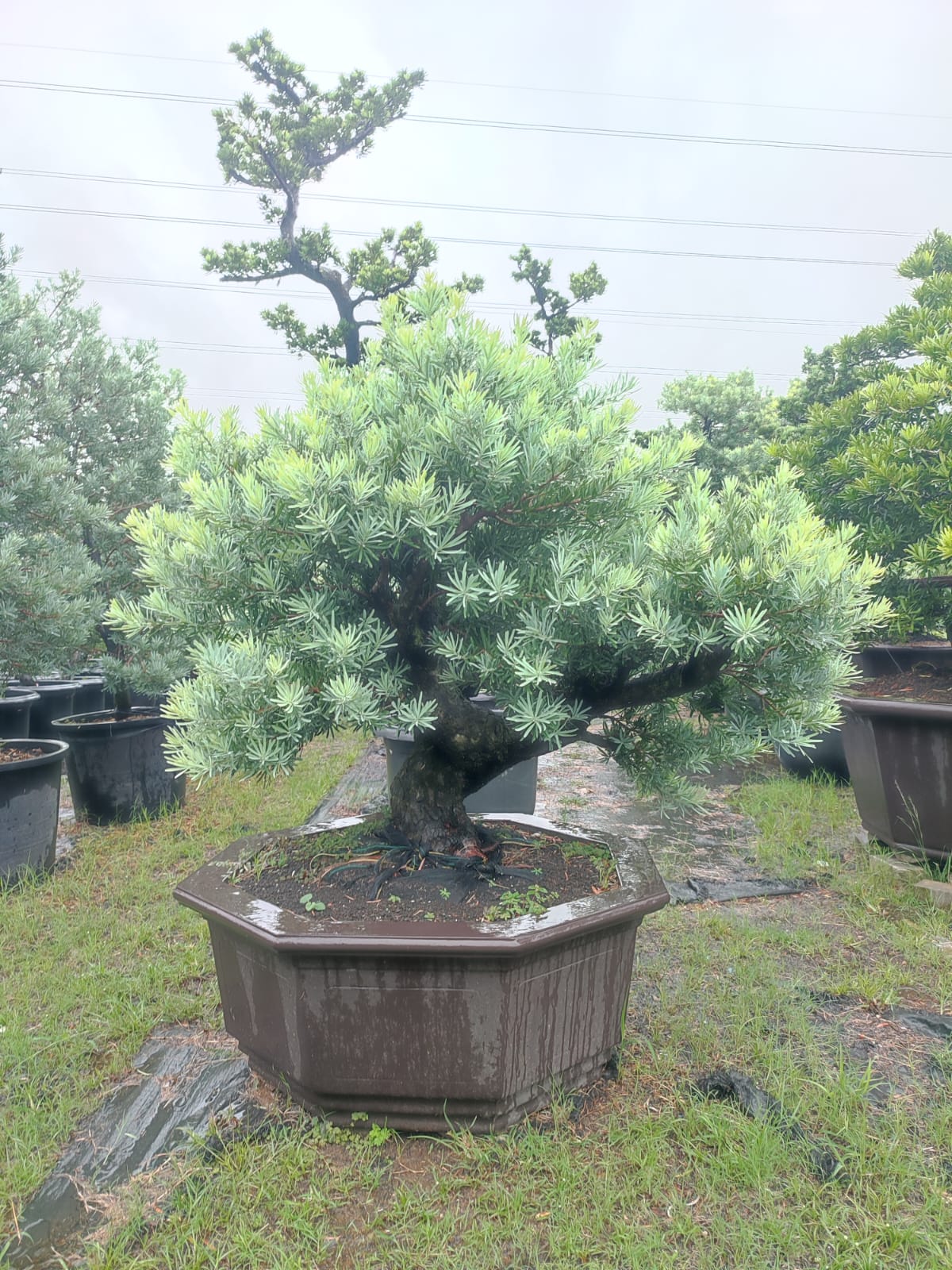 WhatsApp Image 2025-11-21 at 17.32.41