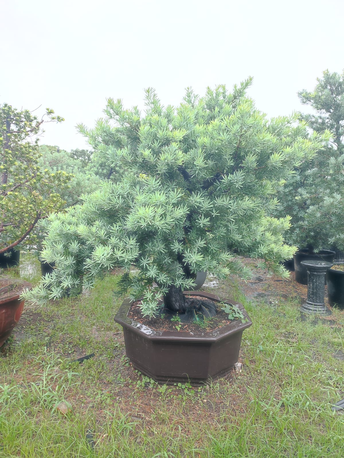 WhatsApp Image 2025-11-21 at 17.32.43